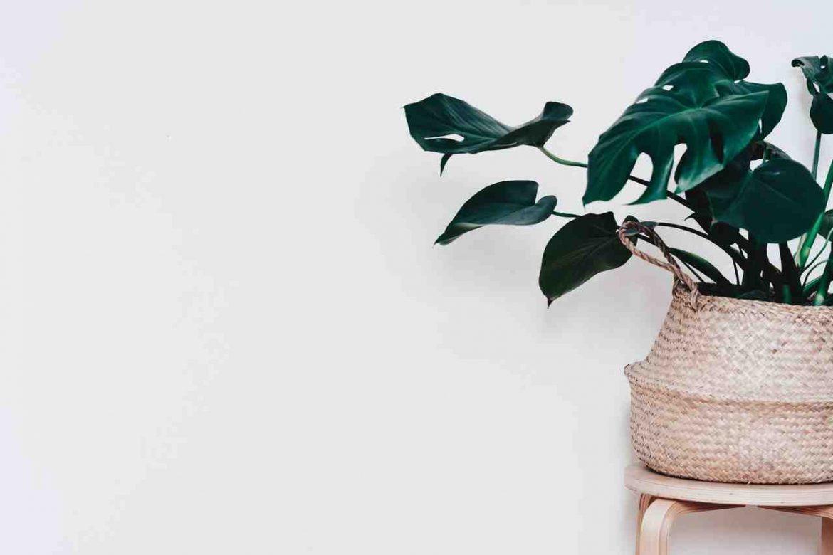 plantes pour se sentir bien